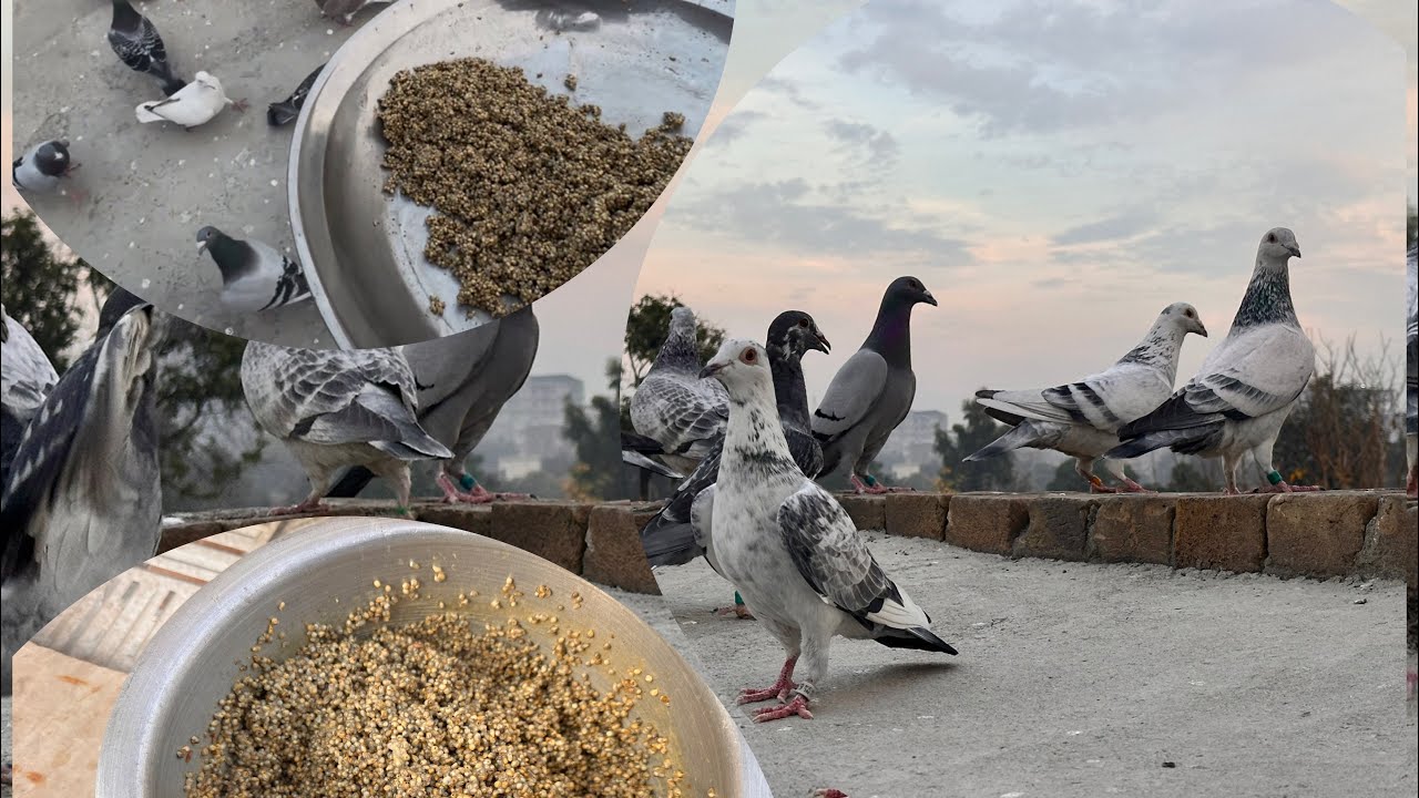 PeshawarPigeons🕊️KabootarBazi🔥Part 6🔥 #kabootarbazi #birds #pigeon