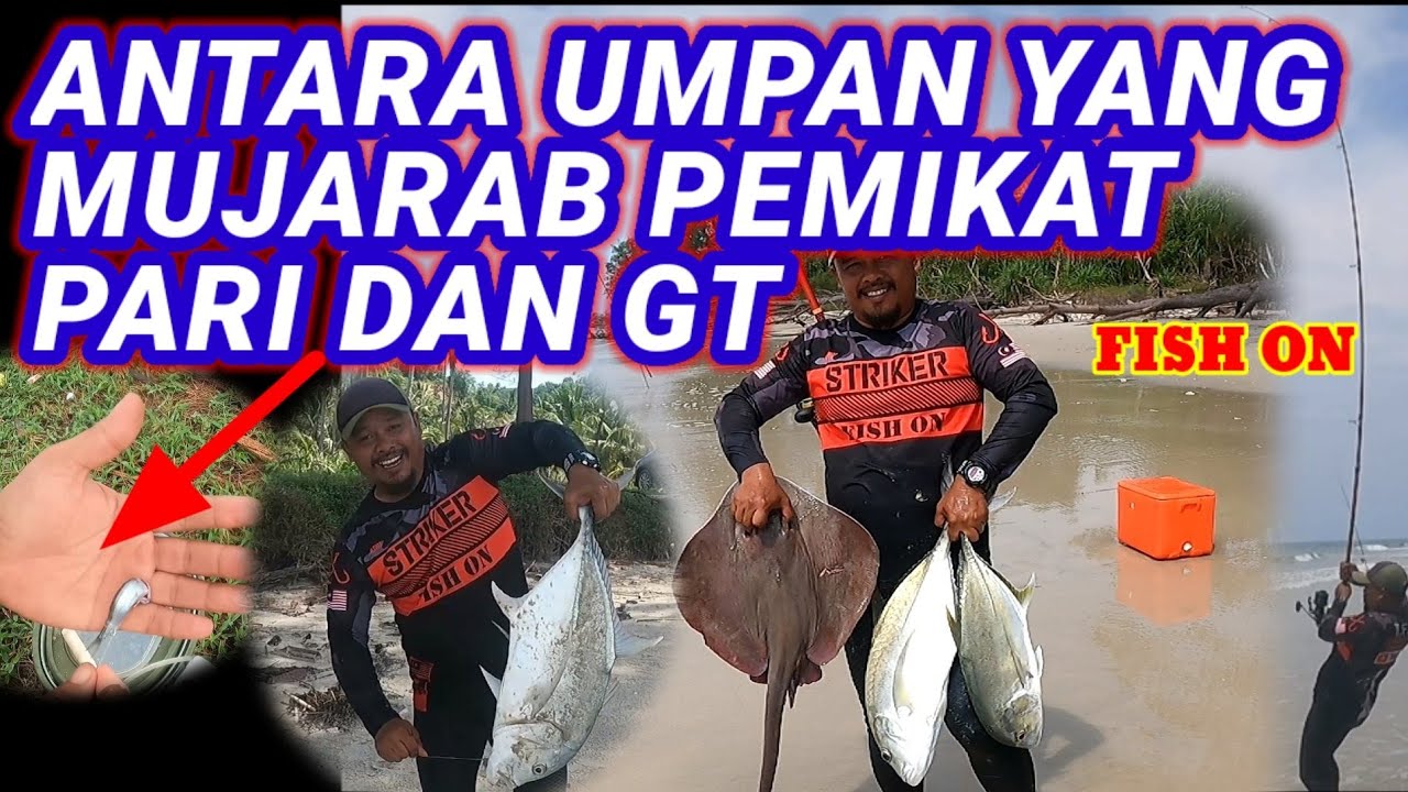 UMPAN PADU PEMIKAT IKAN PARI DAN GT GIANT TREVALLY DIPANTAI #surfcasting