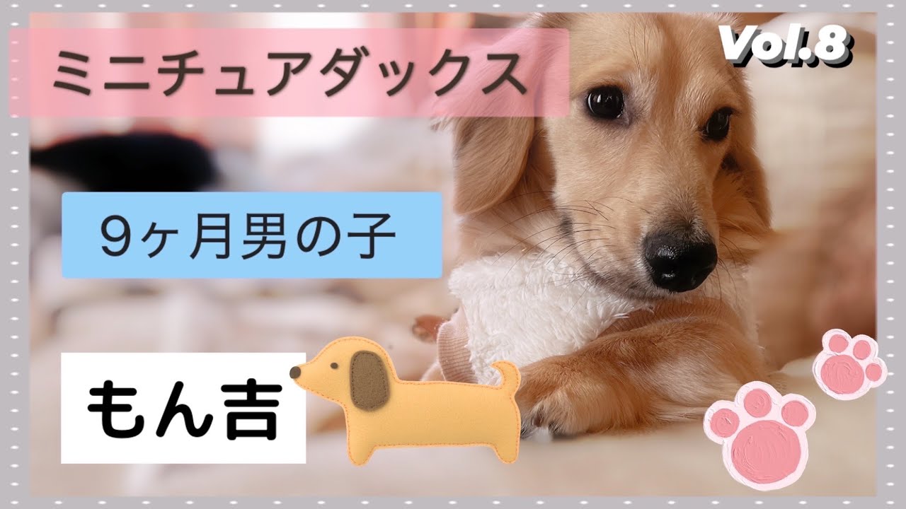 ミニチュアダックスフンド 9ヶ月の男の子 もん吉 おうちに来て3週間たちました🏡