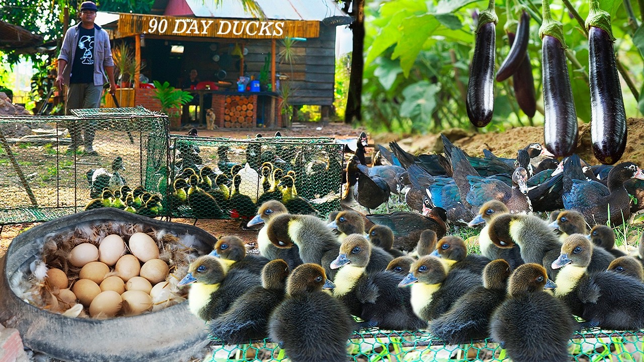 From Ducklings to Big Ducks in 90 Days | Village Duck Farming & Garden Cooking