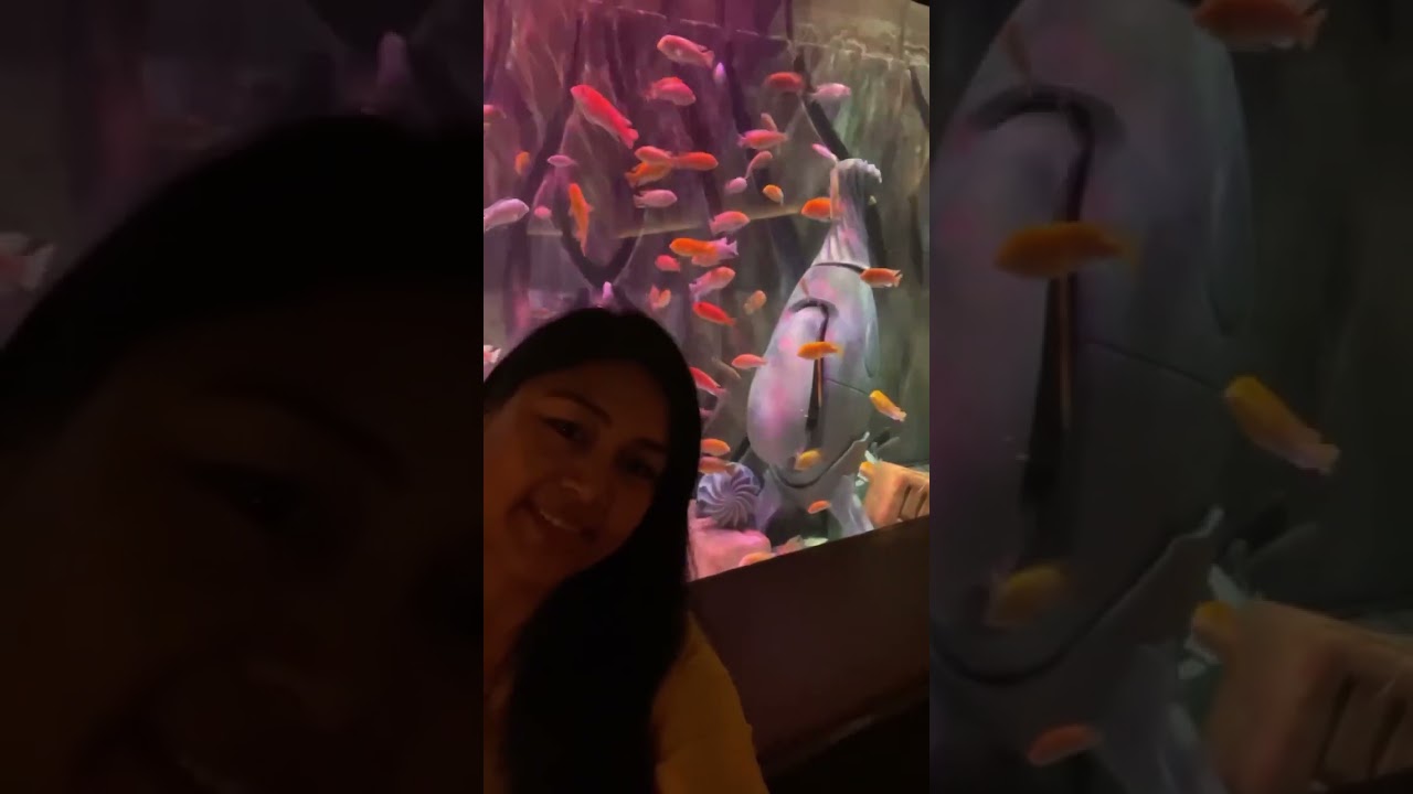 The lost chambers Aquarium | Atlantis the palm hotel | #minivlog #dubaivlog #dubai #shorts
