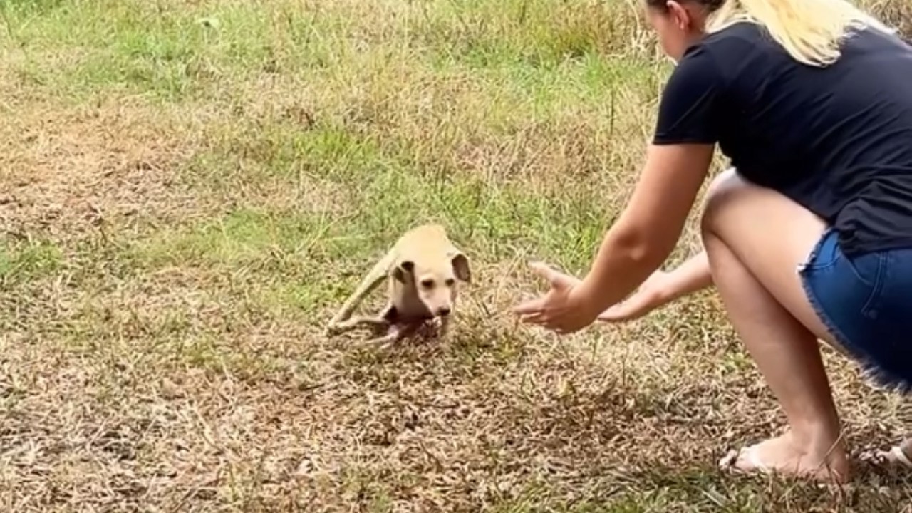 Abandoned Puppy Kept Following Me, Then Smiled When I Turned Back To Take Her Home…