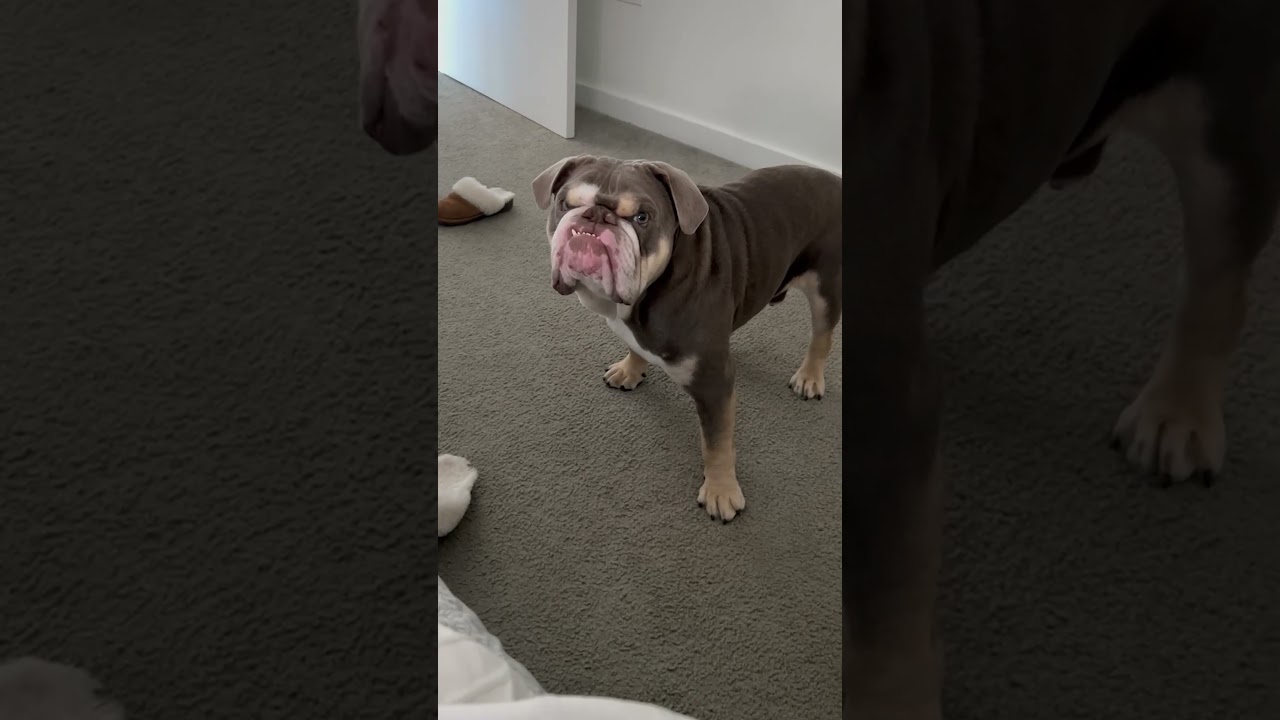 Bulldog pulls grumpy face when he's told not to bark 🤣