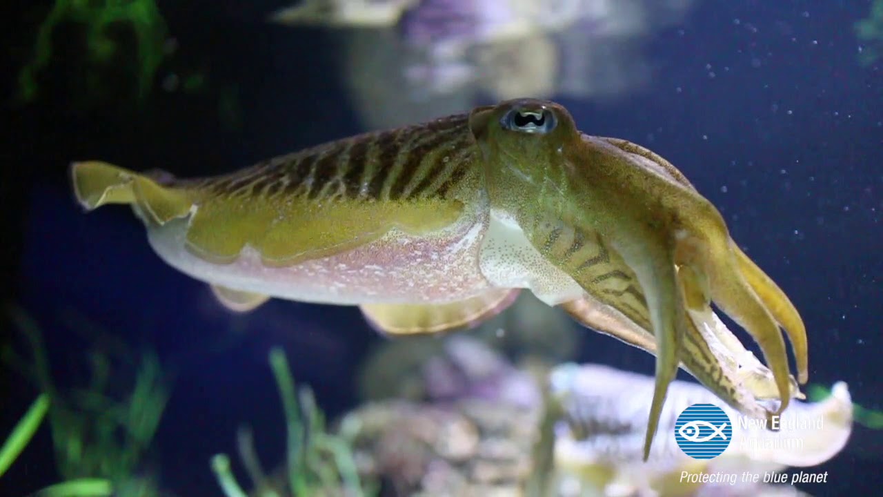 Cuttlefish Being Cuttlefish