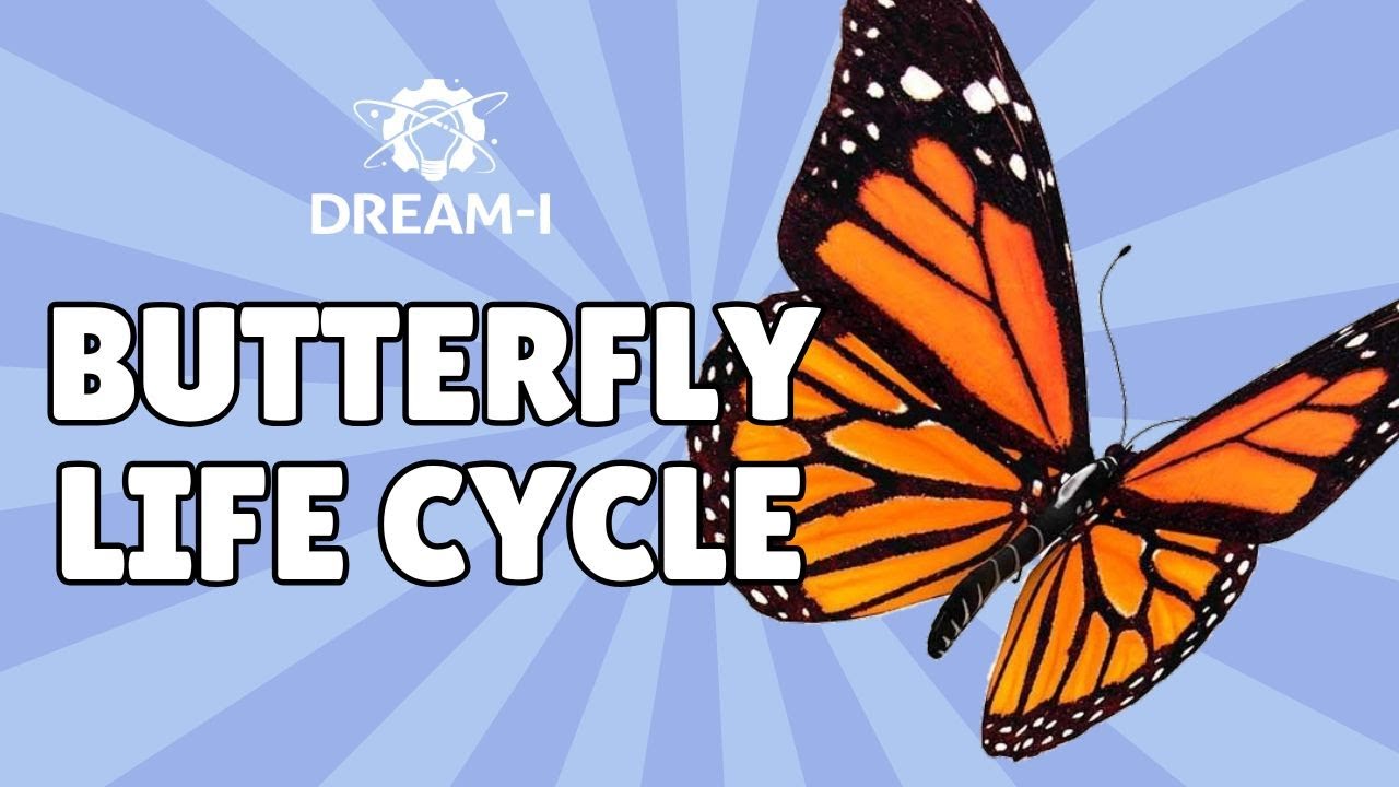 Butterfly Life Cycle Vocabulary