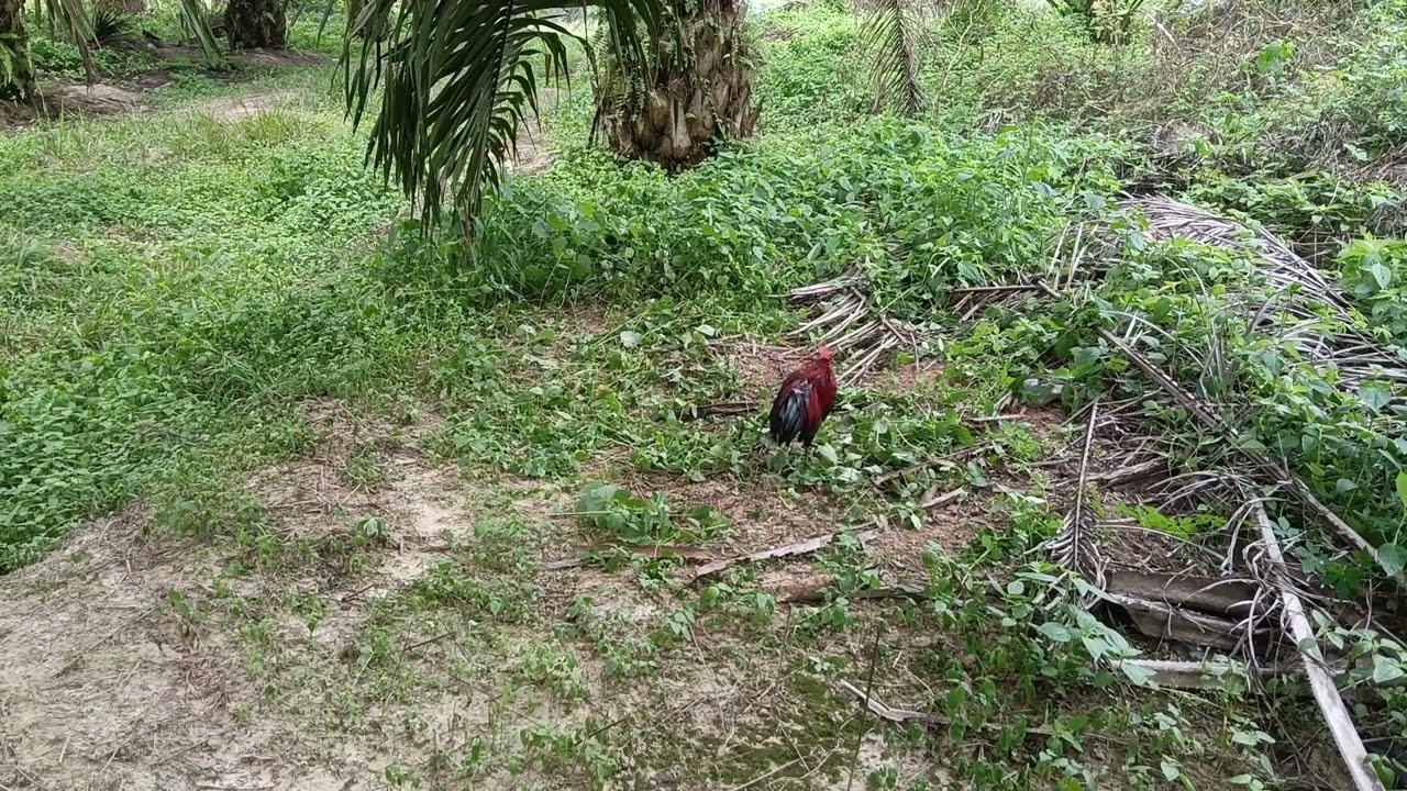 Laman celir ayam hutan