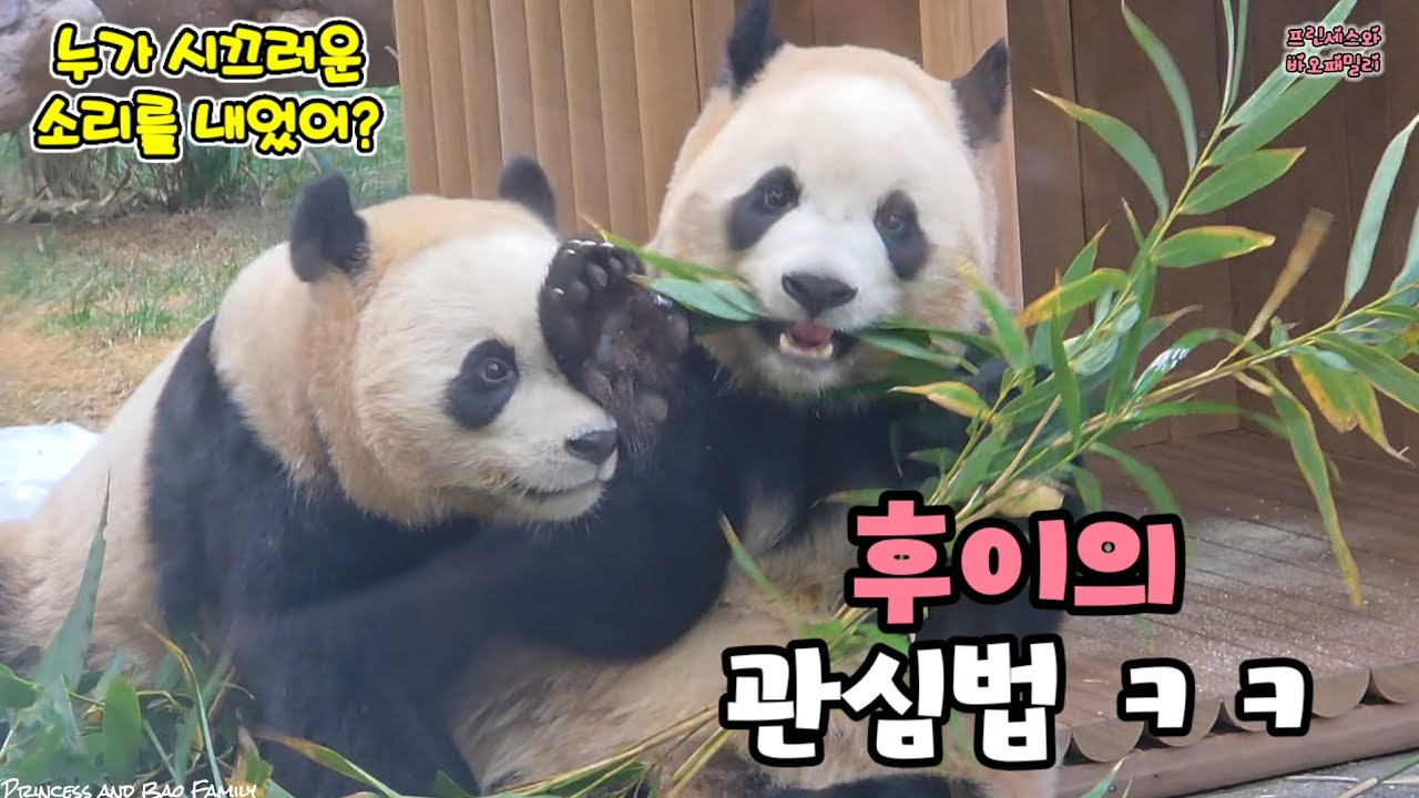 [프린세스와 바오패밀리] 누가 시끄러운 소리를 내었어? #ruibao #huibao #2026.01.23 #6부