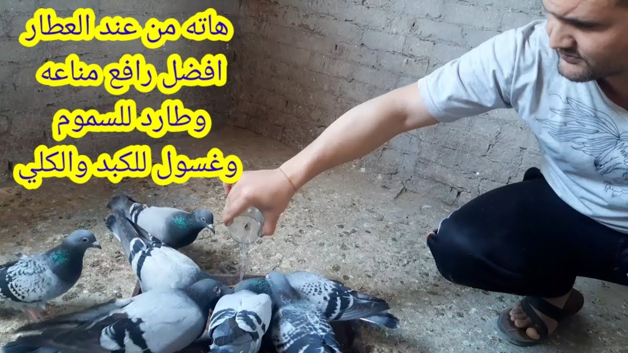 هو ده الحل السحري في تربيه الحمام #حمام لايمرض #مناعه جباره للحمام#مش هتلاحق بيع زغاليل #سيد فرج