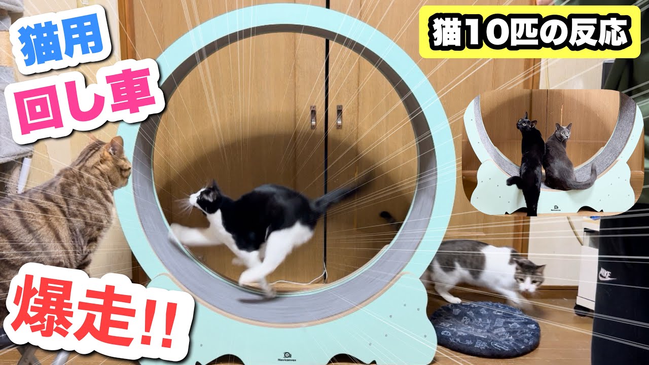 猫10匹に「猫用回し車」をプレゼントしたら、全力で走り回って大暴れでしたww【キャットホイール】