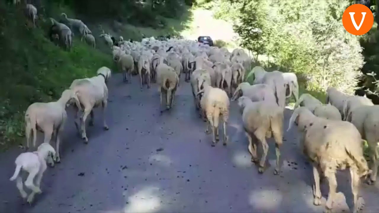 Il gregge di Marco Simonetto e Angela Laner a Celado in Tesino (video di Alberto Pattini)