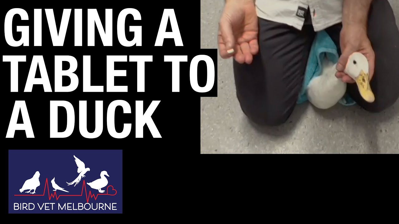 How to give a tablet to a duck