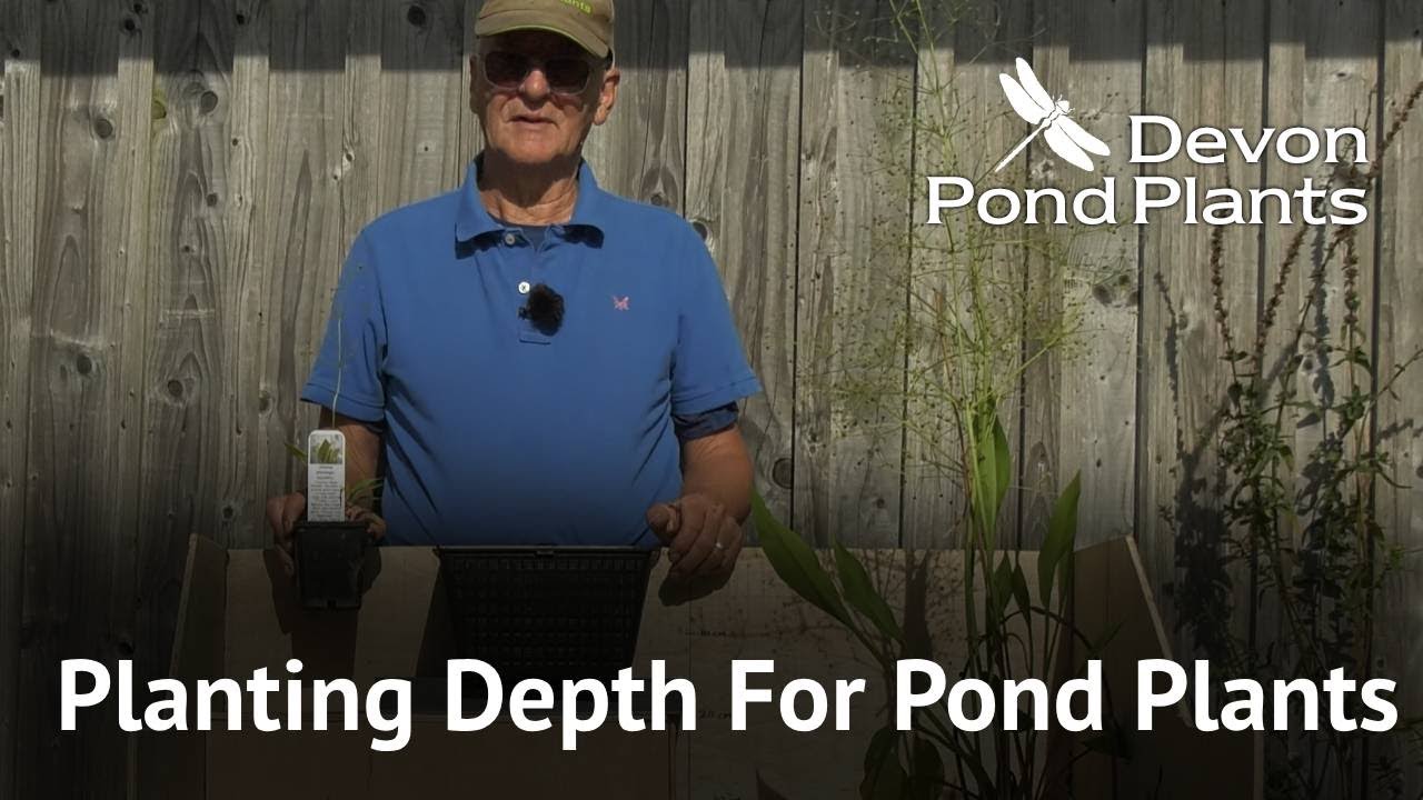 Planting Depth For Pond Plants