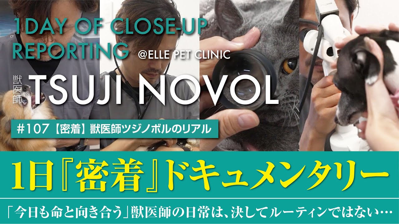 【密着】「今日も命と向き合う」獣医師ツジノボルの1日密着ドキュメンタリー【獣医師ツジノボル】