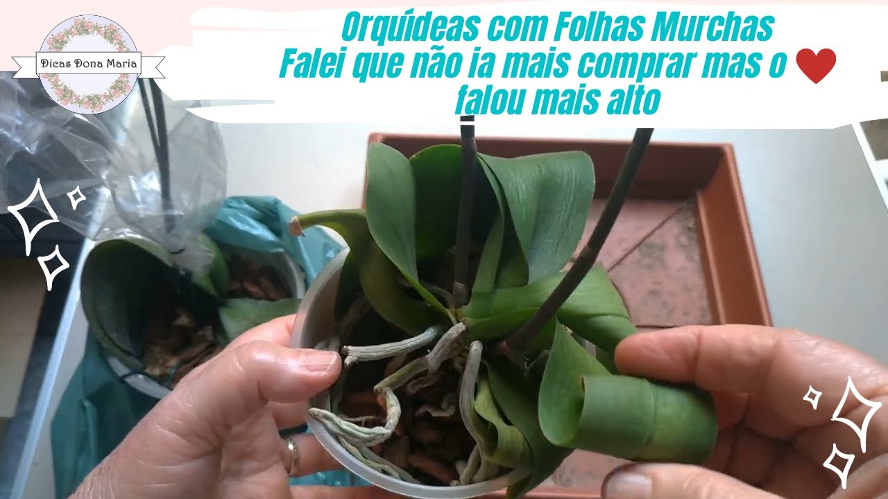 Dicas Dona Maria - Orquídeas com Folhas Murchas - Não ia mais comprar mas o coração falou mais alto