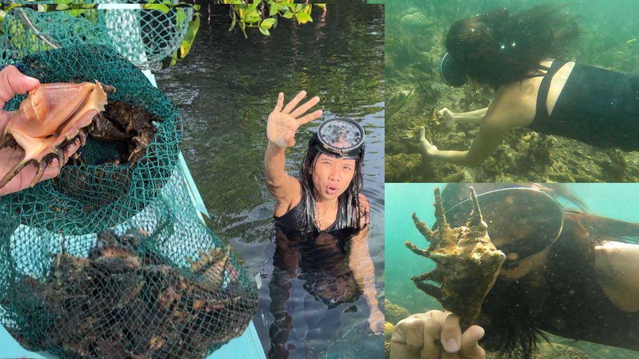 Harvesting saang in siargao island