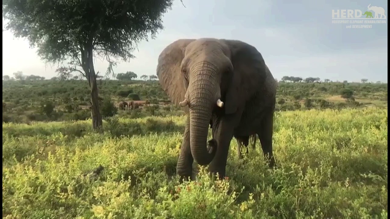A moment with Setombe, the oldest and biggest female elephant in the herd