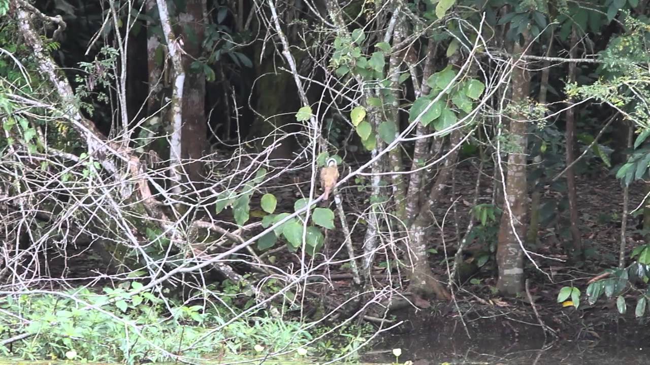 Social or Rusty-margined Flycatcher or Lesser Kiskadee?