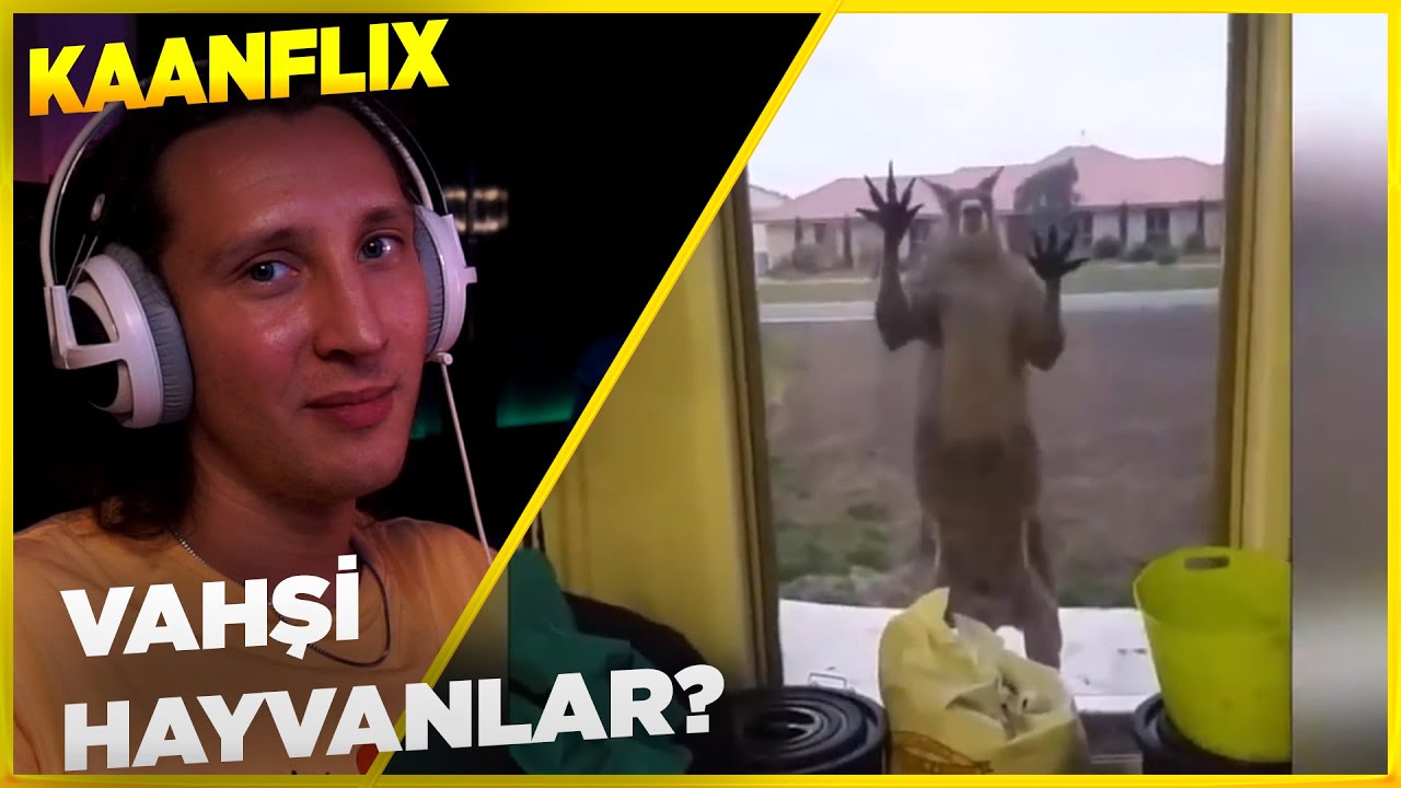 KAANFLIX | EVLERİ İSTİLA EDEN VAHŞİ HAYVANLAR İZLİYOR (DÜNYALILAR)