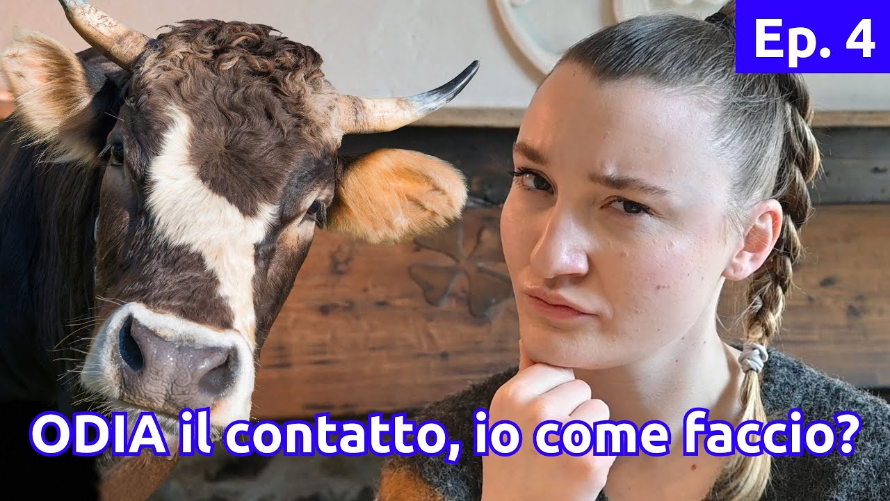 Come Interagire con una Mucca che Odia il Contatto con le persone I CowCertainty