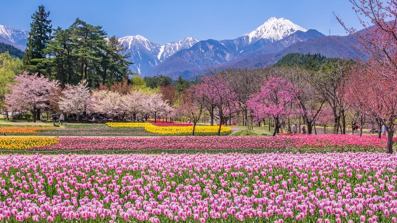 [4K] 国営アルプスあづみの公園 - Alps Azumino National Park in Spring - (shot on Samsung NX1)