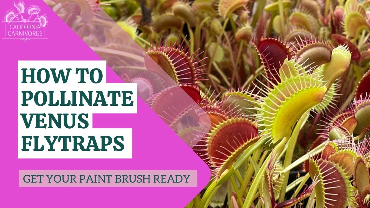 How to Pollinate Venus Flytrap Flowers