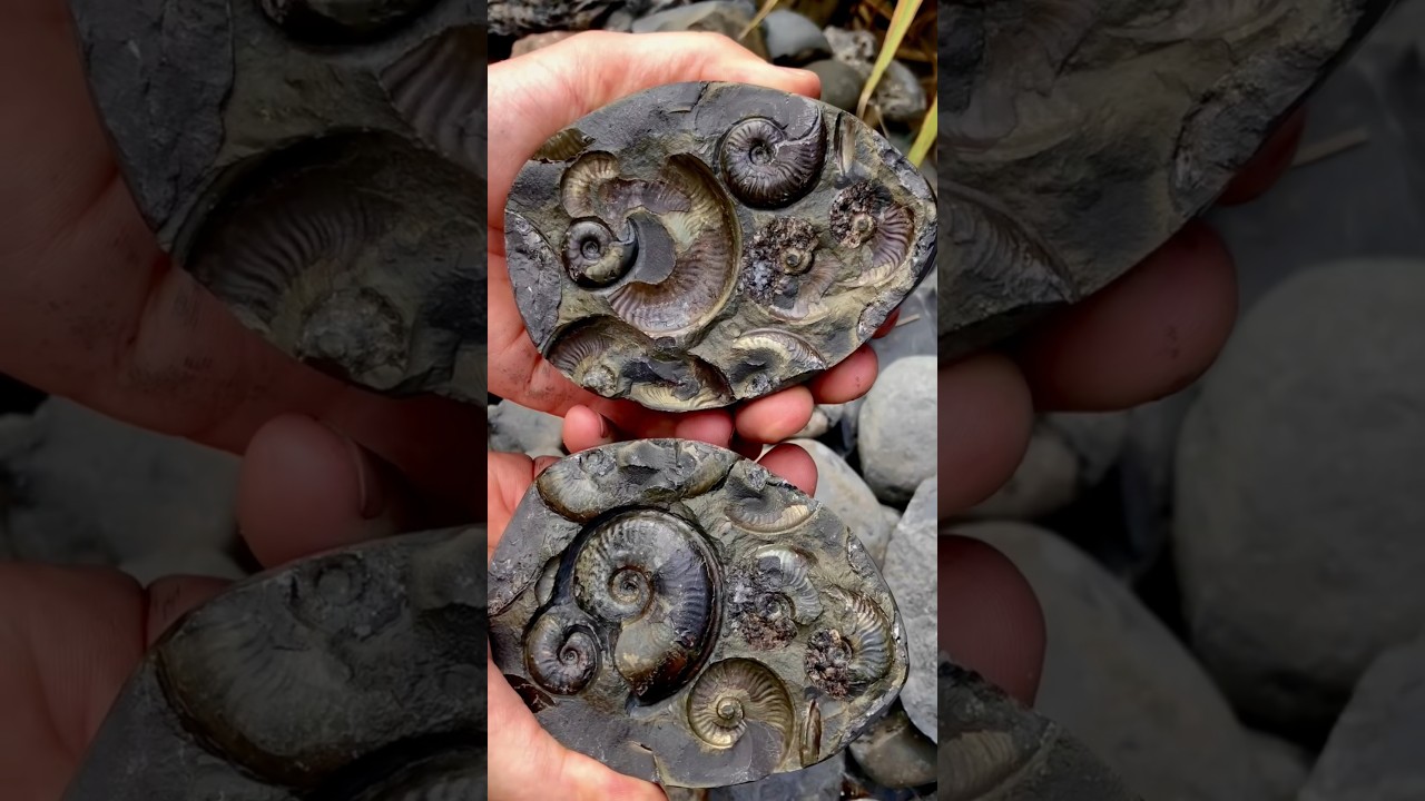 The ammonites inside are around 185 Million Years Old, older than most of the land dinosaurs! 🦖🌲