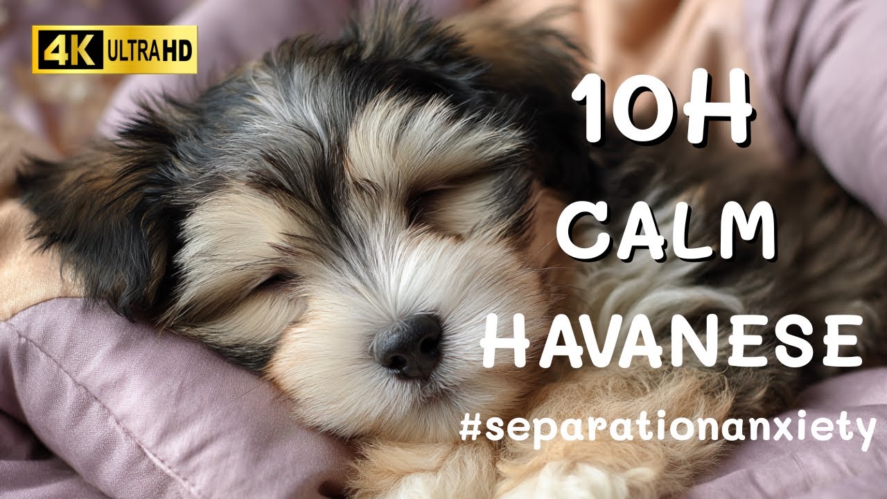 Havanese Calming Music for Dogs 💤 | Reduce Separation Anxiety with Soothing Sleep Sounds