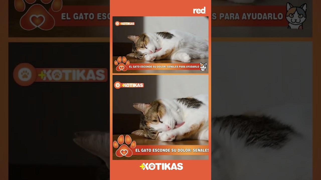 Las señales de alerta que te manda tu gato | Maskotikas