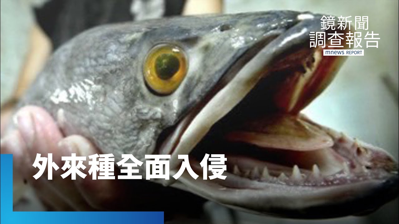 無天敵繁殖強！外來種異形全面入侵台灣　水下惡霸傷本土物種｜鏡新聞調查報告 #鏡新聞