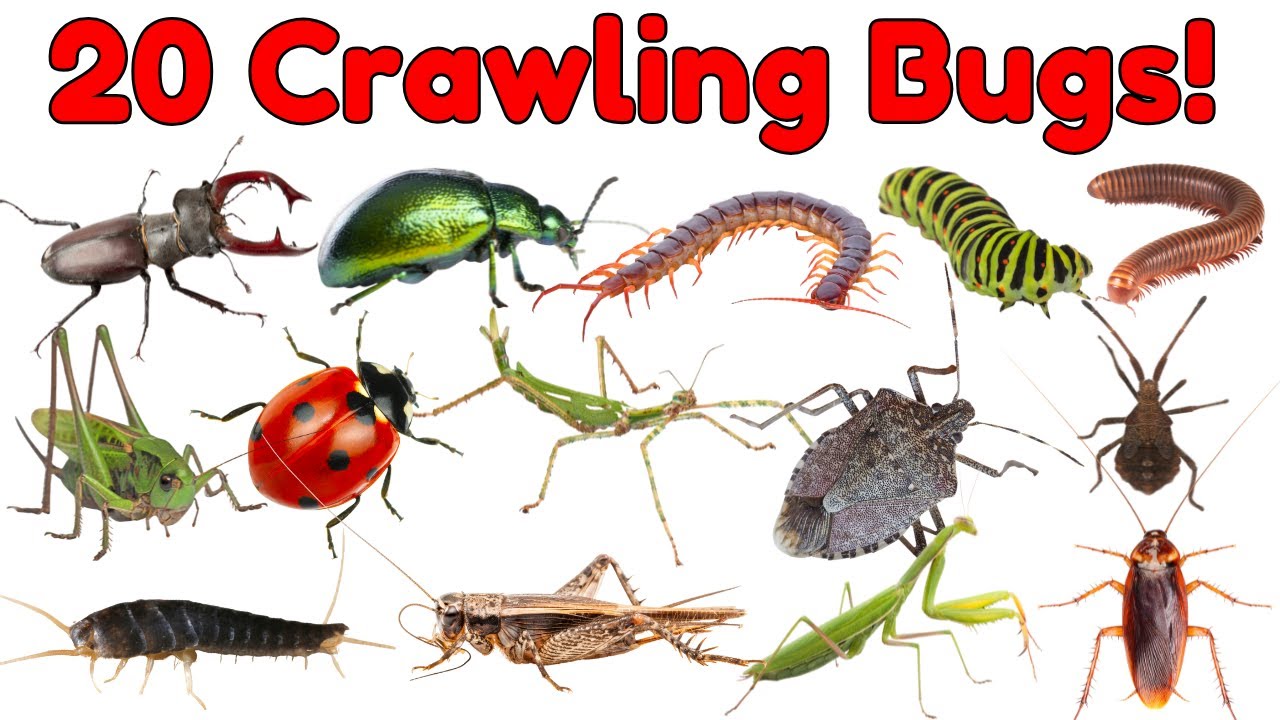 20 Crawling Bugs and Insects | 20 Creepy Crawly Insects | Educational Video for Kids #insects #bugs