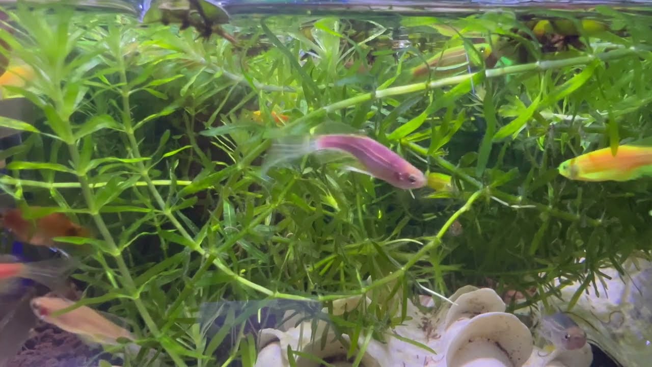 The small fish lies still in front of the predator, then suddenly swims away again to survive