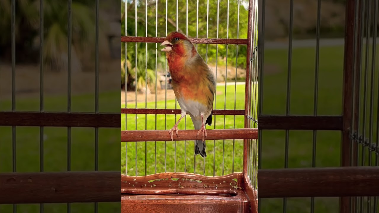 European goldfinch Singing x Canary - Jilguero Mulo - Carduelis carduelis - European Goldfinch Mule