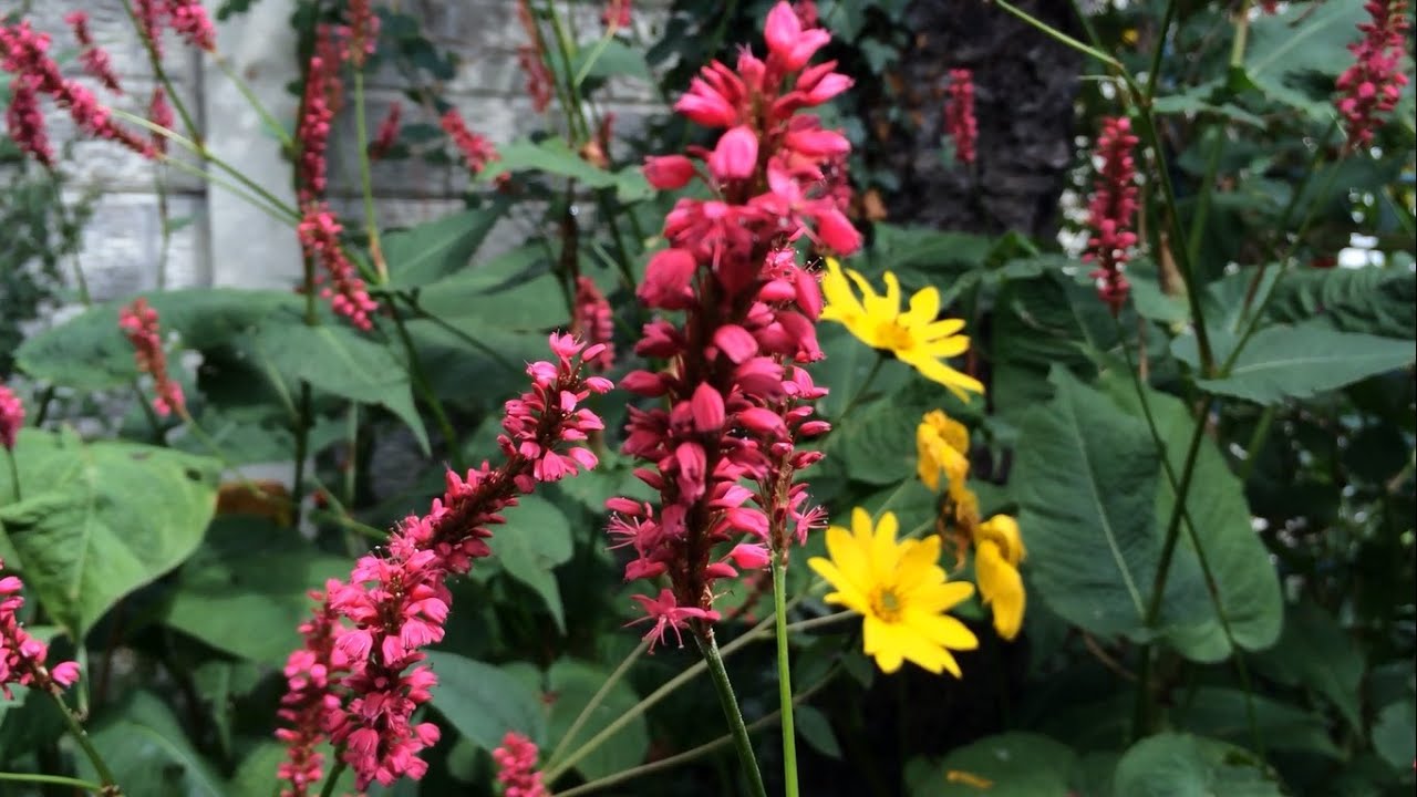 Shade loving plant - Firetail (Persicaria amplexicaulis)