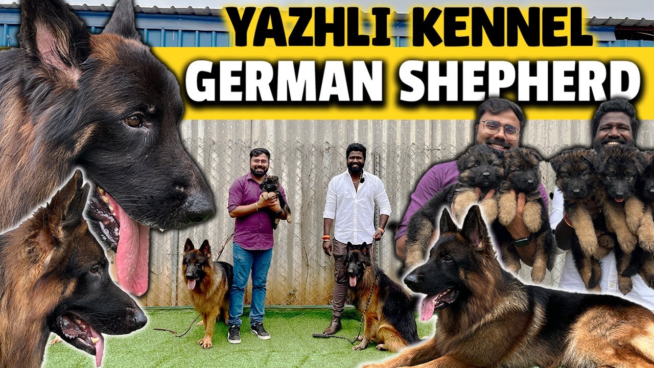 Cheapest ஜெர்மன் ஷெப்பர்ட் Dog Kennel | Yazhli Kennel Coimbatore | Puppies for sale