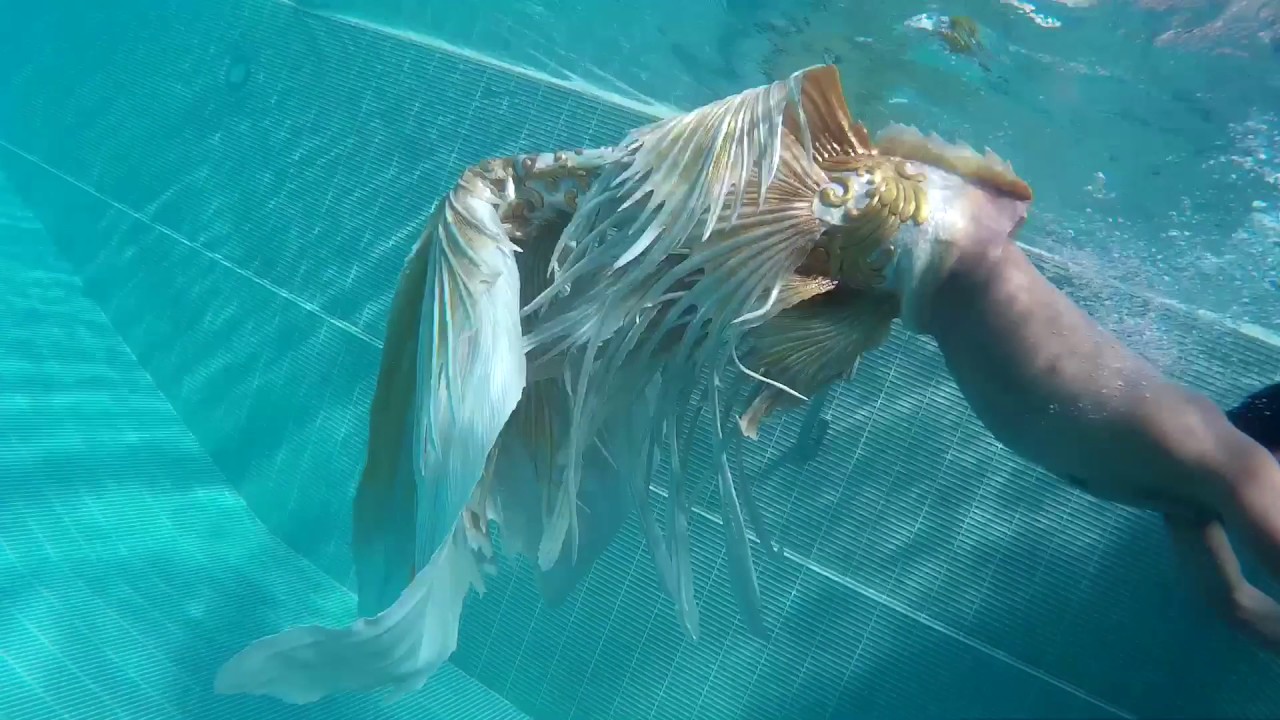 Thai merman