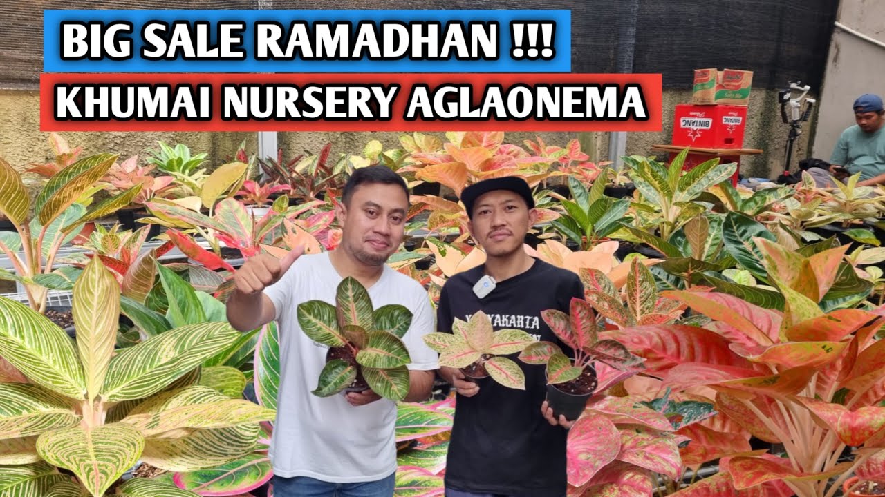 Big Sale Ramadhan, Khumai Nursery Aglaonema