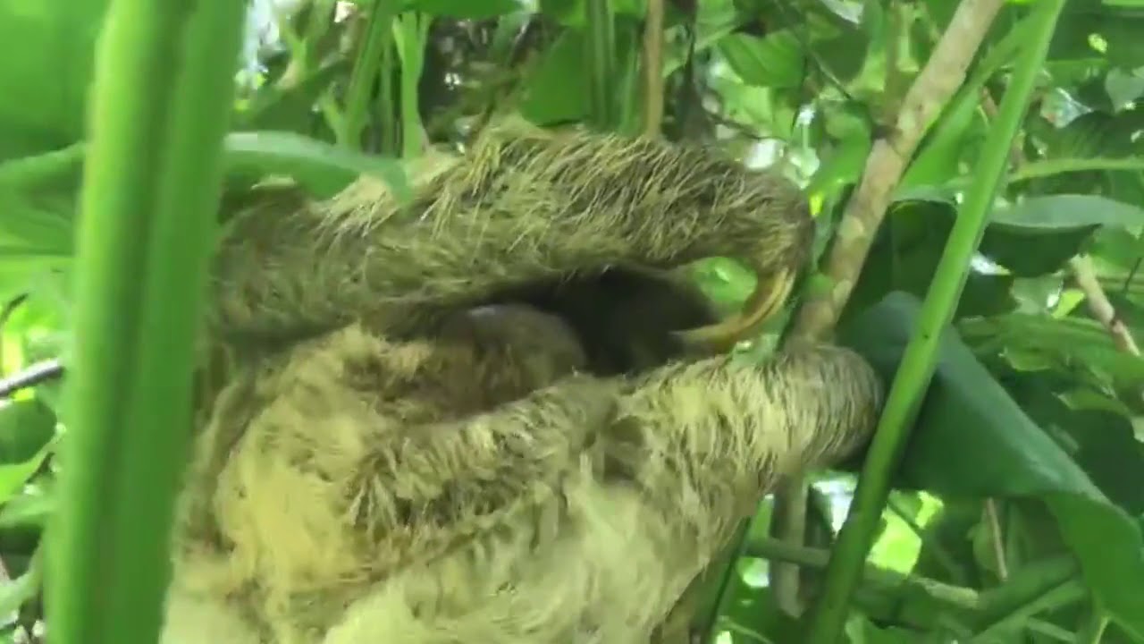 Mother, baby 3-toed sloth reunite