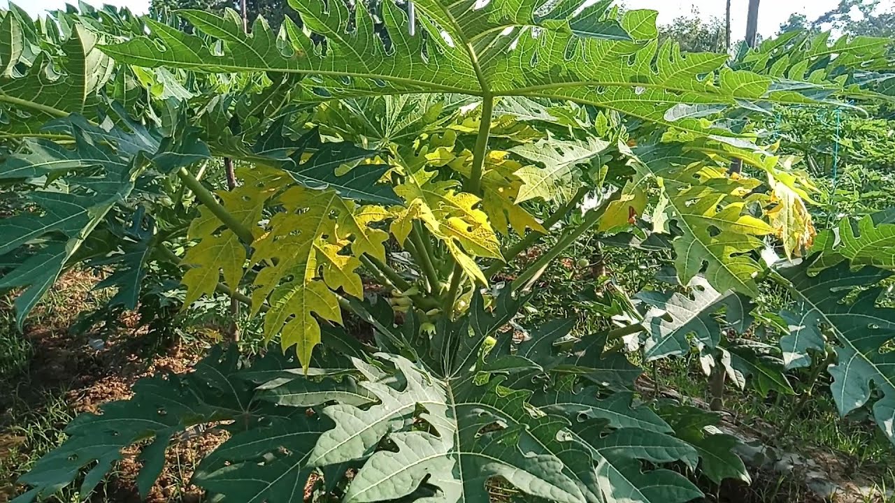 PANINILAW NG DAHON NG PAPAYA SANHI AT SOLUSYON