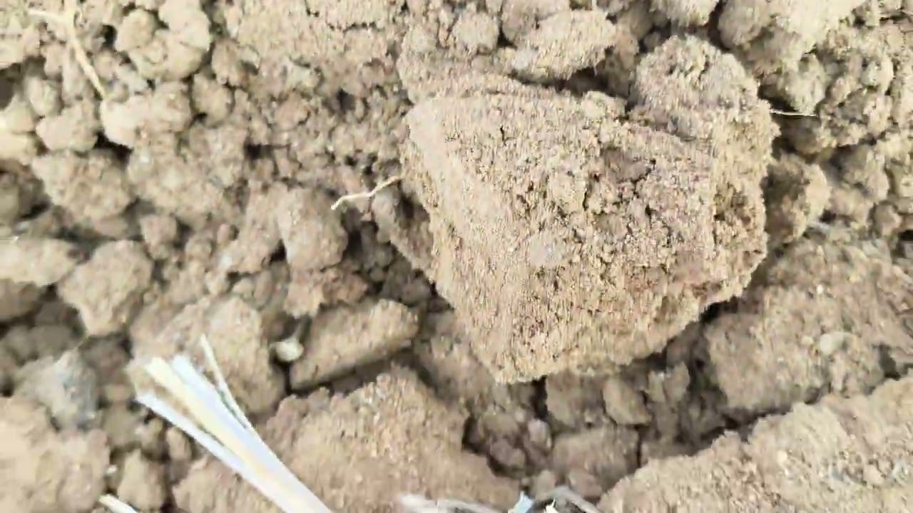 ಅಡಿಕೆ ತೋಟಕ್ಕೆ ಡ್ರಿಪ್ ಇರಿಗೇಶನ್ 