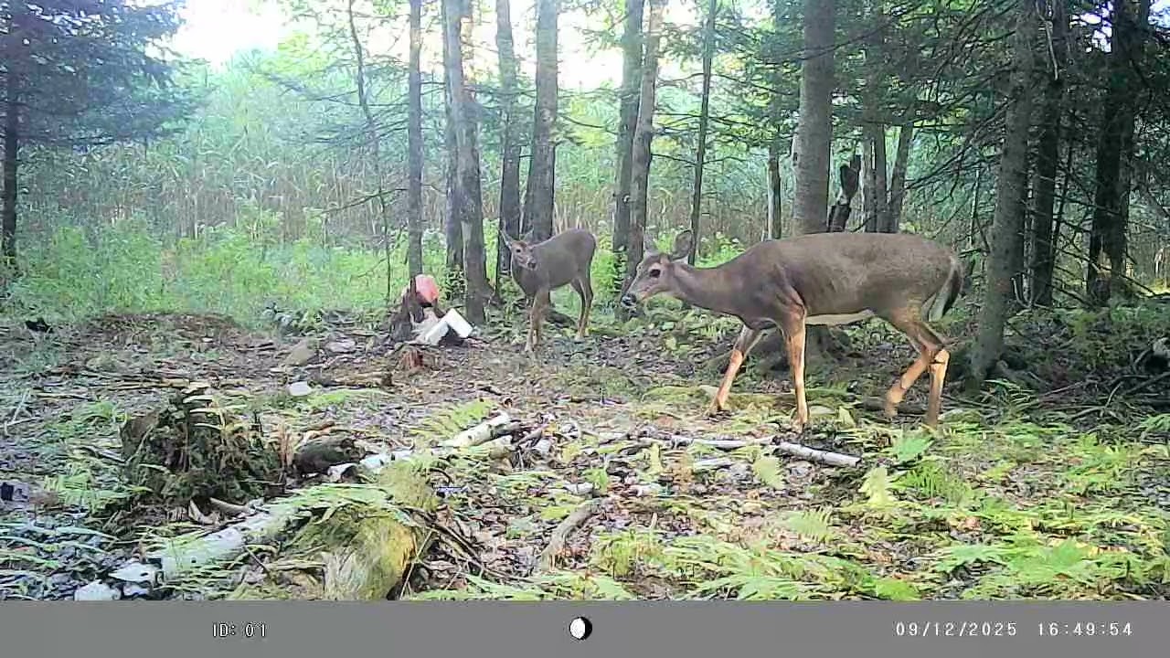 Deer 🦌 2025