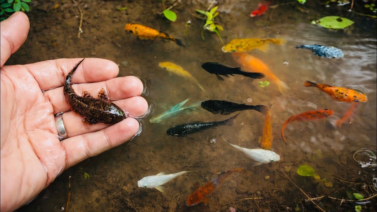 Serok Ikan Hiu Kecil, Ikan Cupang, Ikan Sapu-sapu Bule, Ikan Koki Betmen, Ikan Koi dan Ikan Moli😱