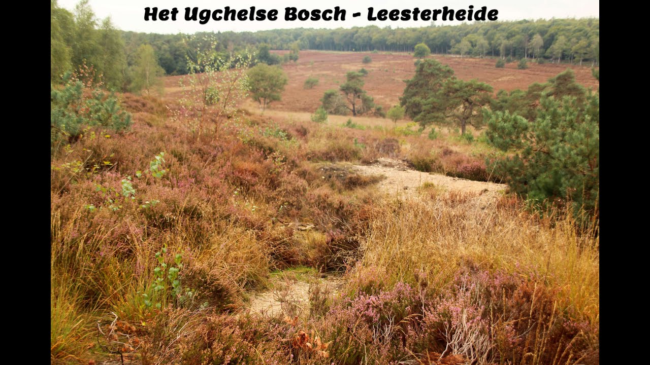 Het Ugchelse bosch - Leesterheide, Poort naar de stille Veluwe, Netherlands