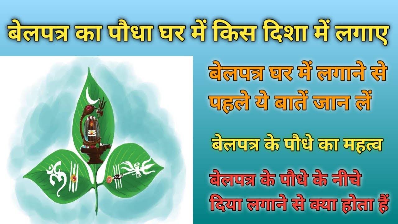 घर में बेलपत्र का पौधा लगाना क्यों जरुरी होता हैं-किस दिशा में लगाए पेड़|| बेलपत्र की पूजा कैसे करें