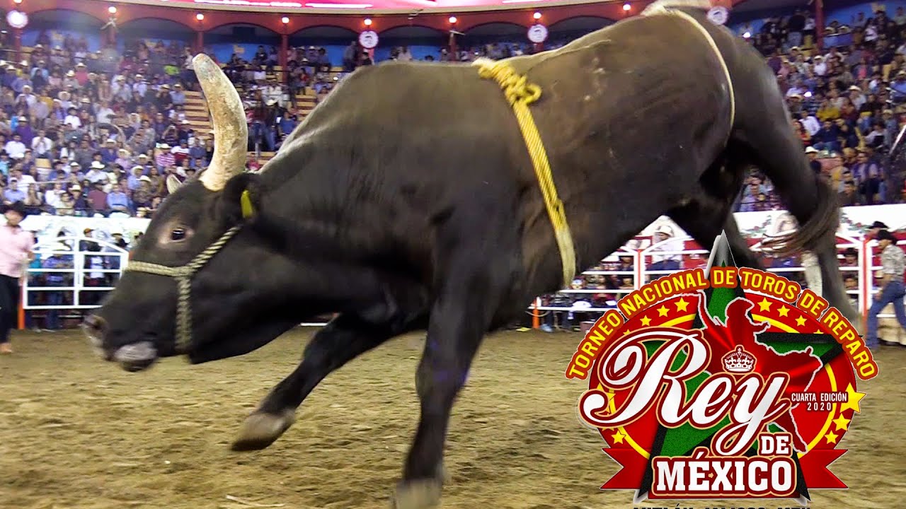 ¡TORNEO REY DE MÉXICO 2020! 30 DE LOS MEJORES TOROS DE REPARO DE MÉXICO Y EUA