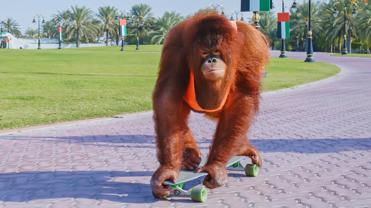 Animalia - Моя жизнь от Rambo - Часть 2
