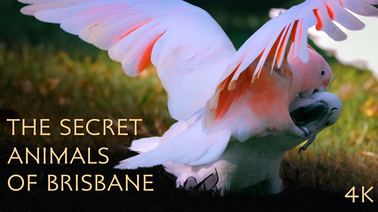The Secret Animals of Brisbane | 4K Wildlife Documentary
