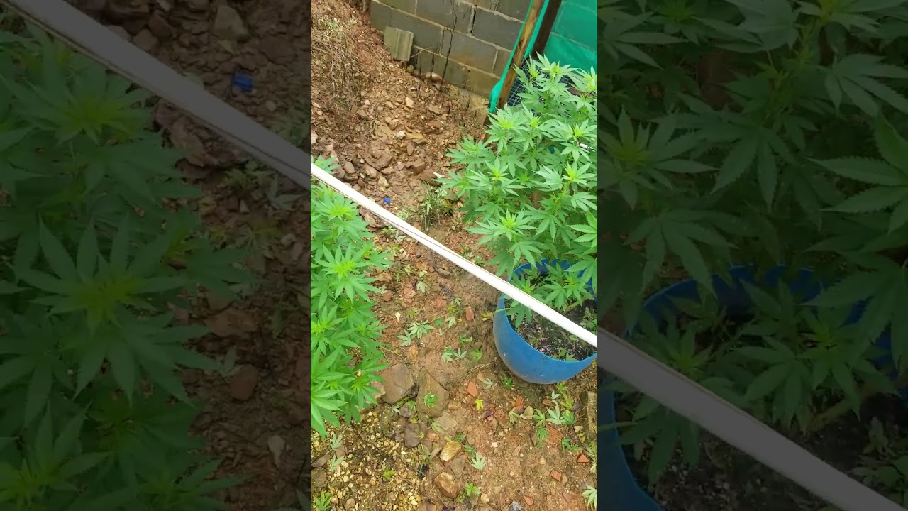 og wifi home grown t&t