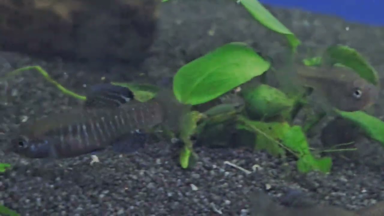 A(para)phanius striptus 