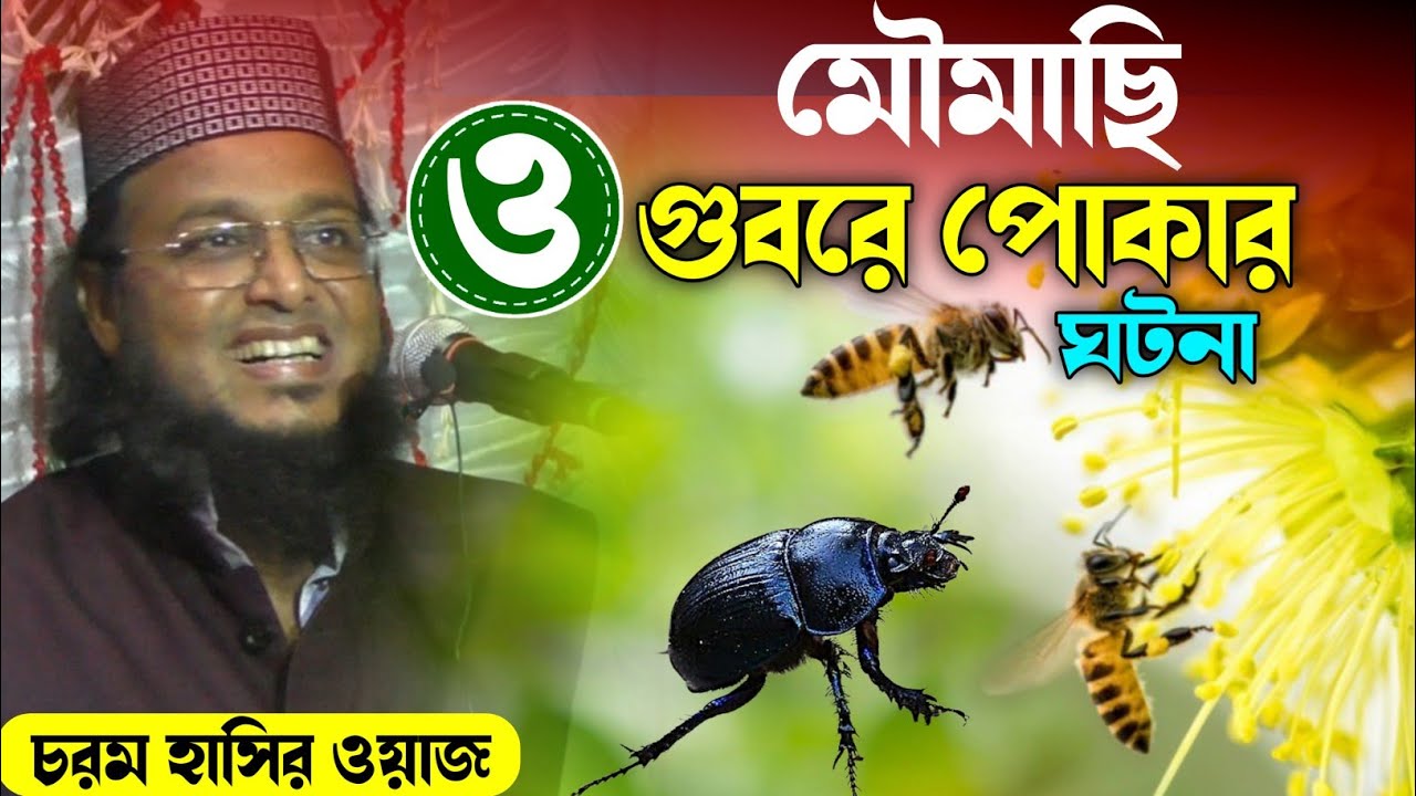 চরম হাসির ওয়াজ┇গোবরে পোকা ও মৌমাছির ঘটনা┇হাফেজ সাইফুল্লাহ সাহেববের ওয়াজ┇Hafej saifullah saheb waz.