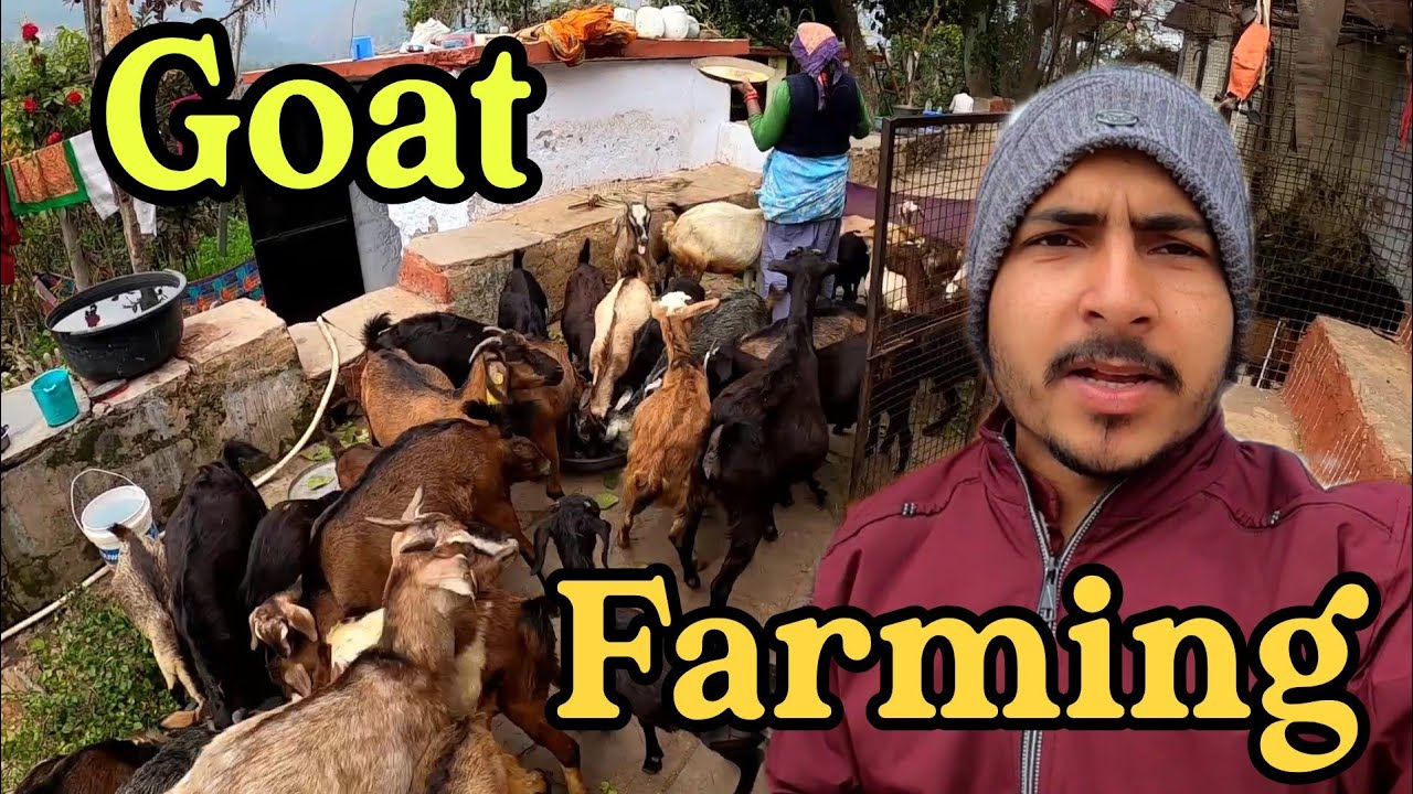 Traditional Goat farming in Uttarakhand | Village Life in Uttarakhand | By Dheeraj Rawat Vlog